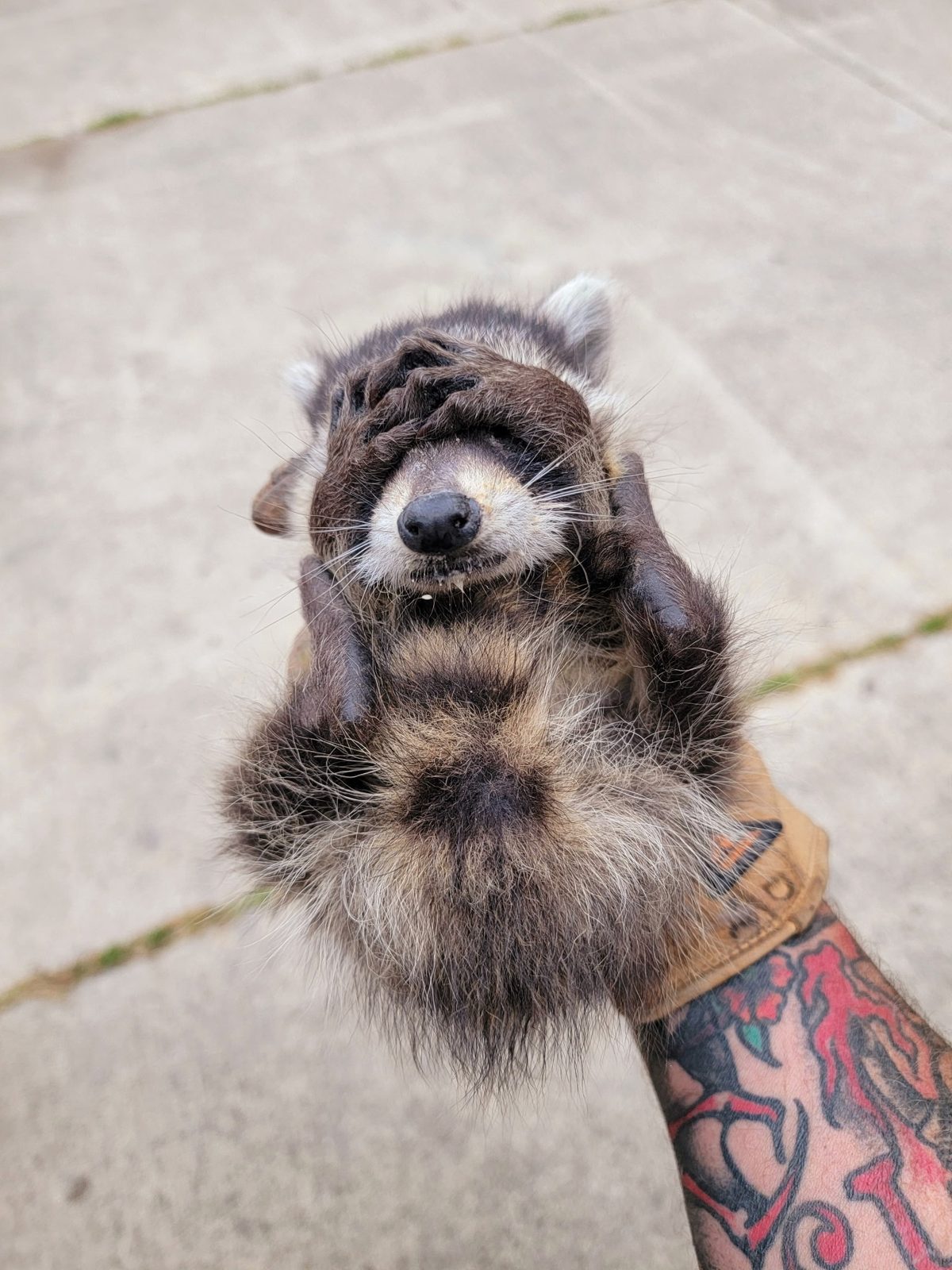 Baby raccoon gently held in a gloved hand during a humane removal