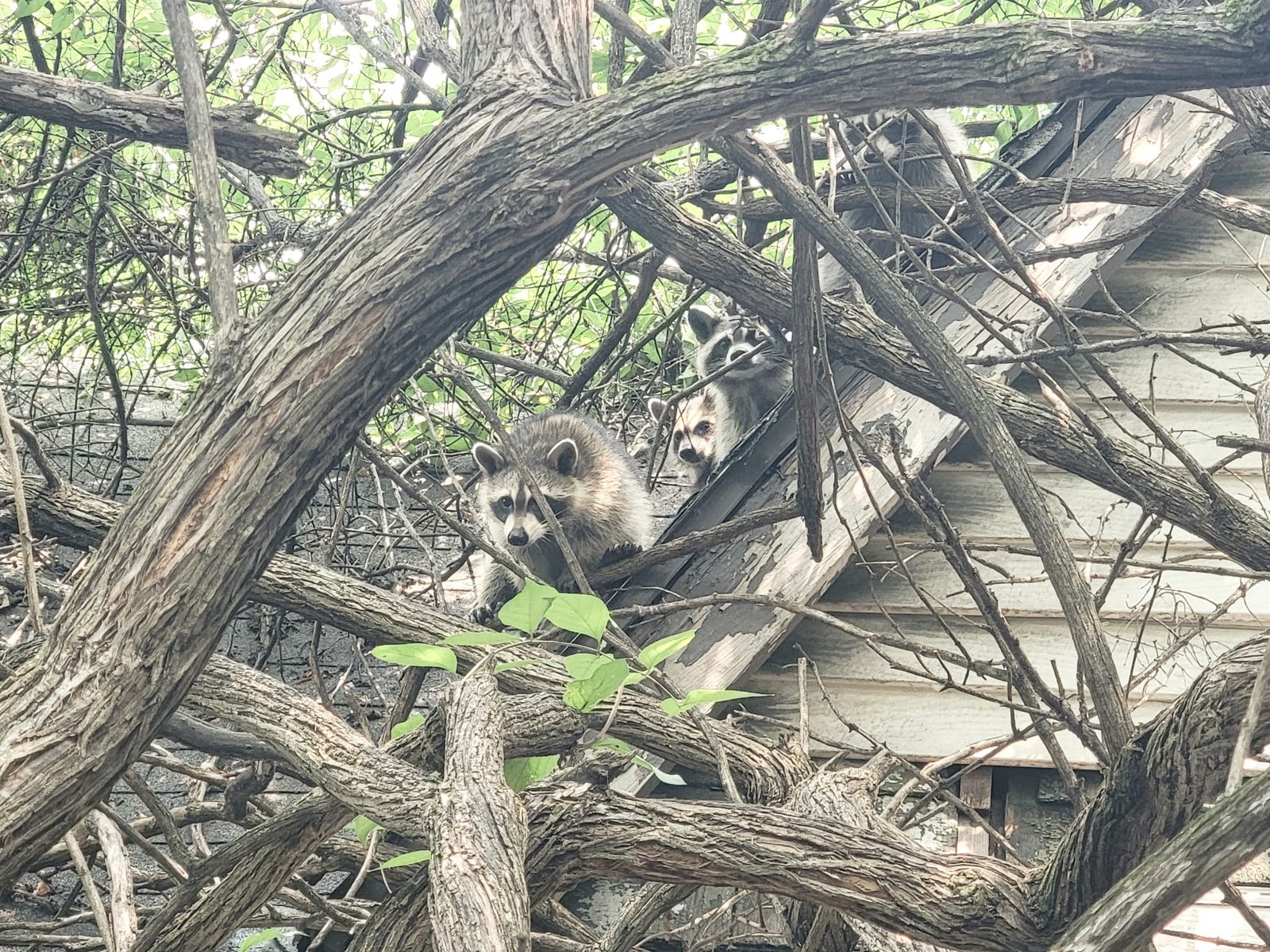 Raccoon family on a roofline in central Indiana