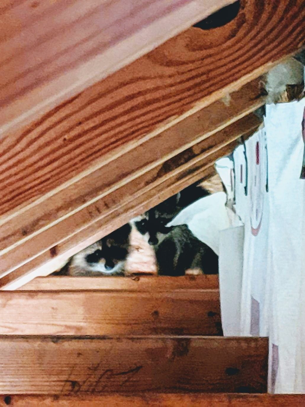 Raccoons peeking over attic framing inside a home